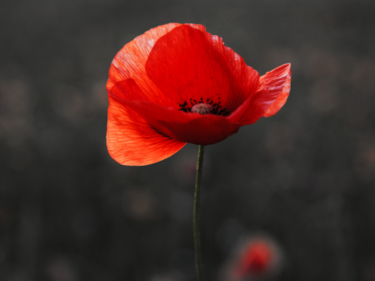 Remembrance Day poppy