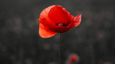 Remembrance Day poppy