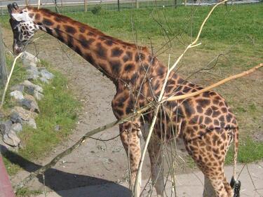 giraffe standing in zoo enclosure