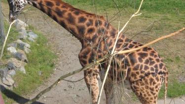 giraffe standing in zoo enclosure