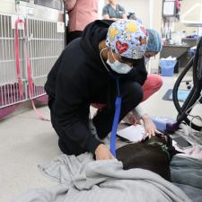 Internship student caring for a dog patient who came out of surgery
