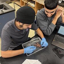 Photo of students dissecting starfish